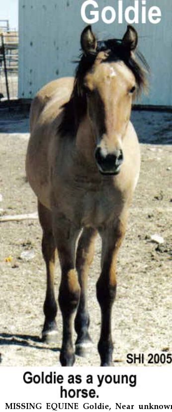 MISSING EQUINE Goldie, Near unknown, MS, 00000